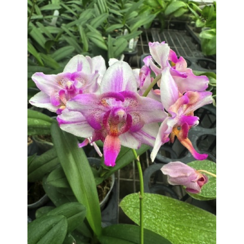 Орхидея Phal. Tying Shin Phoenix x Pulcherrima бабочка уценка